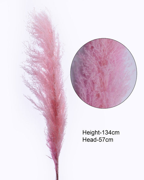 Dried Reed Pampas Grass Pink