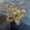 Faux Geranium Leaves for Home and Event Styling