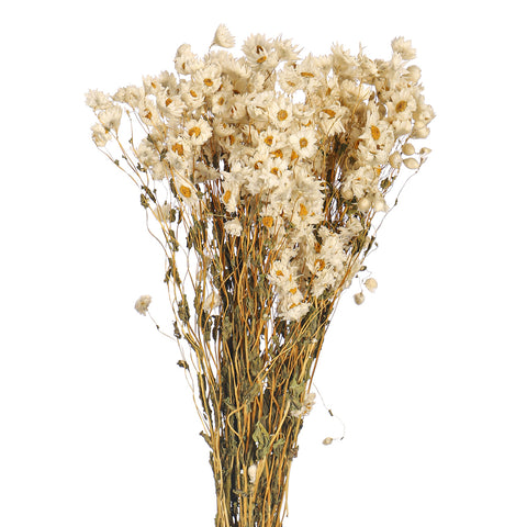 Dried Daisy Flower Bouquet