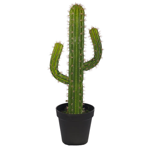 Finger Cactus Plant for Indoor Decor