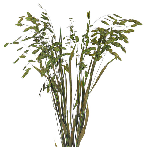 Decorative Natural Dried Sea Oats