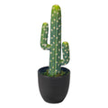 Decorative cactus in pot for indoor use