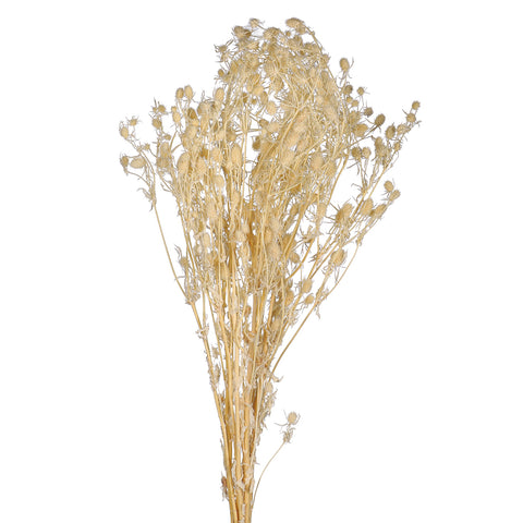 White Natural Dried Flower for Flower Arrangement