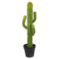 Finger Cactus Plant for Indoor Decor