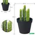 Small cactus plant for nature-inspired decor