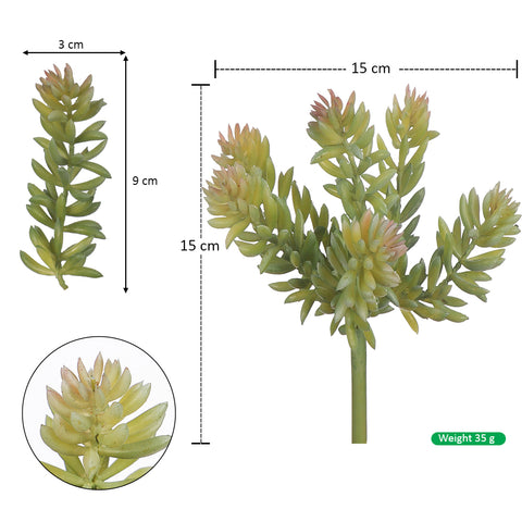 Sedum succulent plant