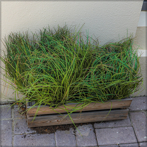 Small Size Artificial Grass Plant in Sponge