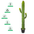 Decorative cactus plant for adding texture and greenery indoors