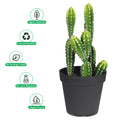 Nearly natural artificial prickly pear cactus for office spaces