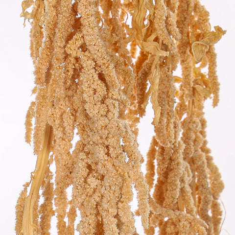 Preserved Dried Hanging Flower