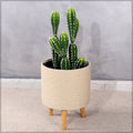 Nearly natural flocked prickly pear cactus for home decor