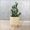 Nearly natural ear cactus in decorative pot