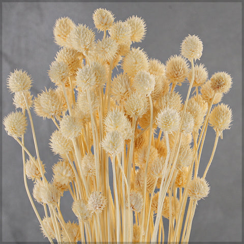 Preserved Dried Bunch of Globe Amaranth