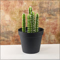 Small sizes cactus plant for home decor