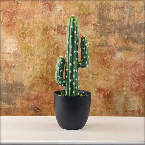 Cactus plant with pot for home decor