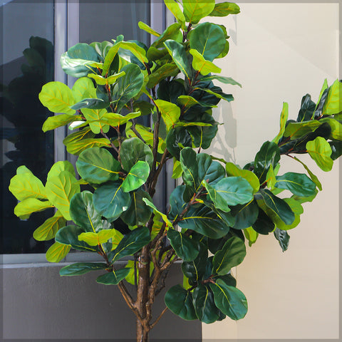 270cm Tall Faux Fiddle Plant