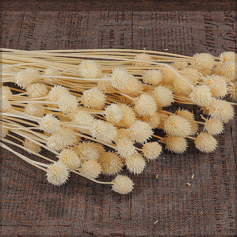 Preserved Dried Bunch of Globe Amaranth