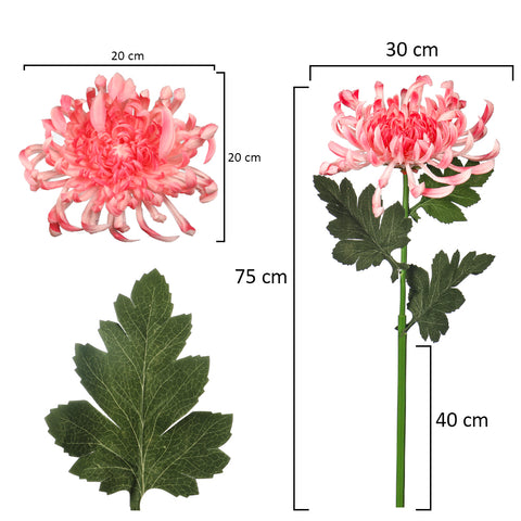 Japanese Chrysanthemum