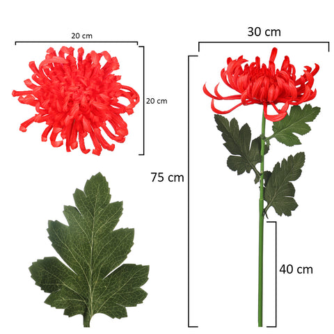 Japanese Chrysanthemum