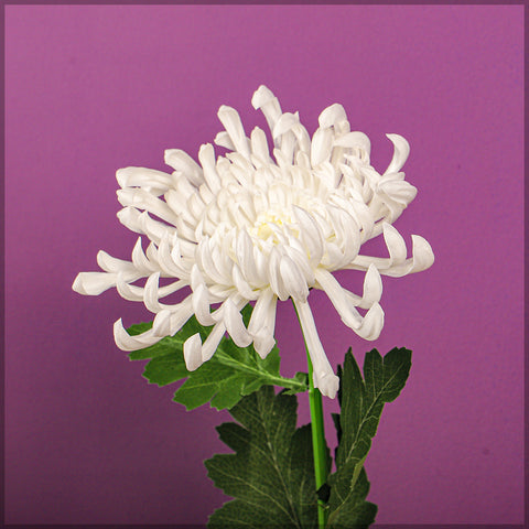 Japanese Chrysanthemum