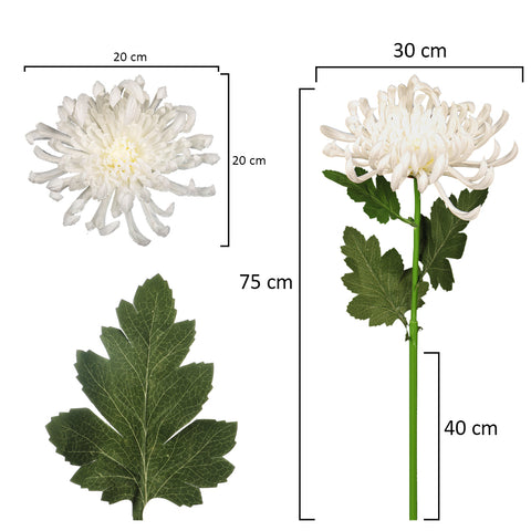 Japanese Chrysanthemum