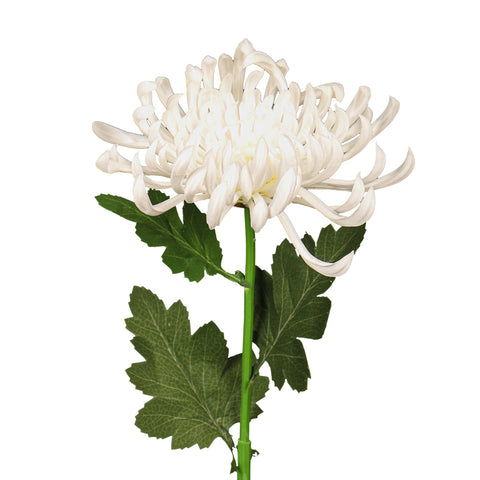 Japanese Chrysanthemum