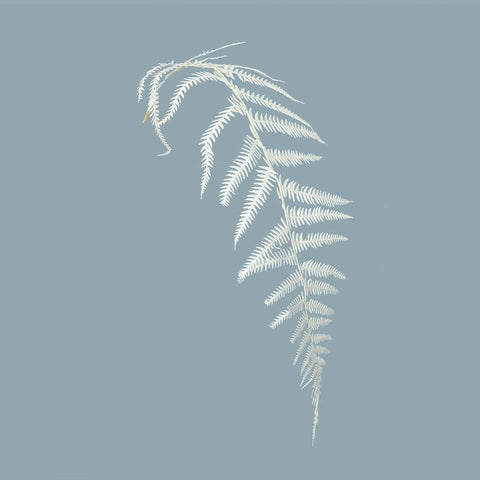 Dried Plant Fern Leaves