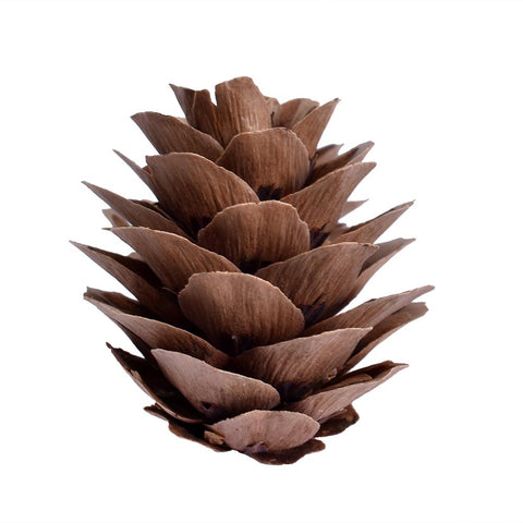 Natural Rustic Pine Cones Brown