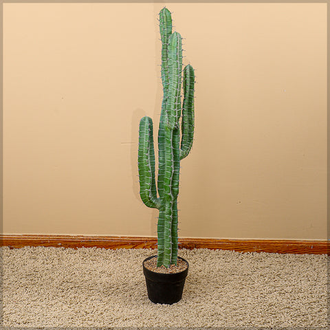 Potted Candelabra Cactus Plant