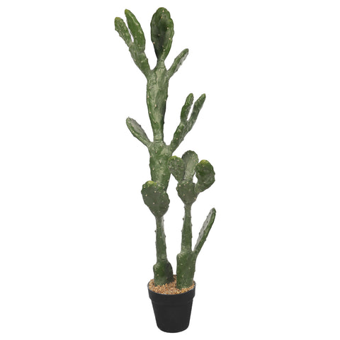 Potted Prickly Pear Cactus Plant