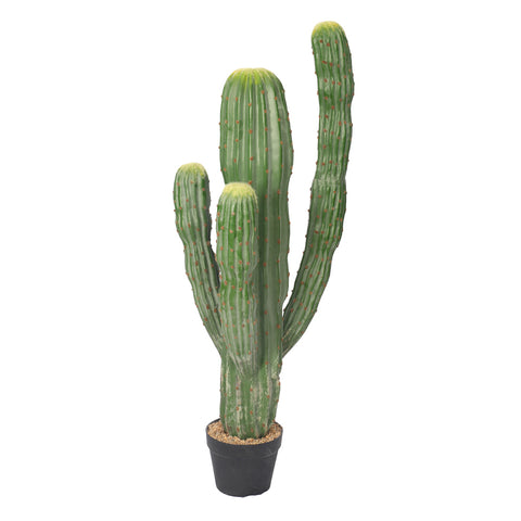 Potted Small Size Saguaro Cactus Plant