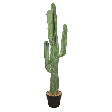 Potted Candelabra Cactus Plant