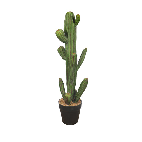 Potted Small Size Saguaro Cactus Plant