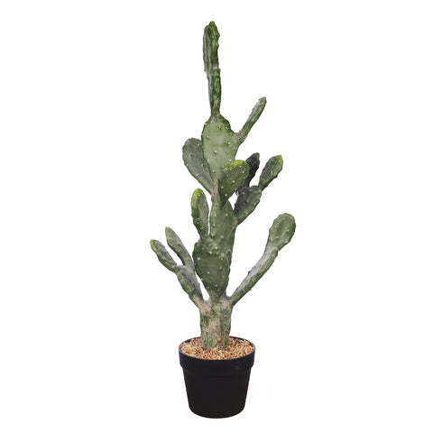 Best pot for prickly pear