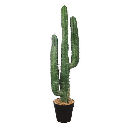 Potted Candelabra Cactus Plant