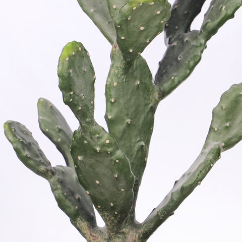 Prickly pear cactus in pot