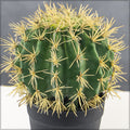 Realistic artificial barrel cactus plant