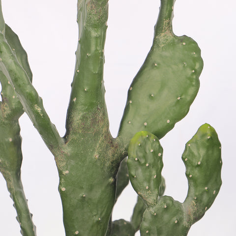 Potted Prickly Pear Cactus Plant