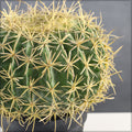 Low maintenance barrel cactus decoration