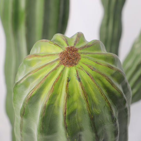 Growing saguaro cactus in pots