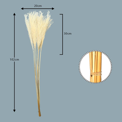 Natural Preserved Pampas Grass