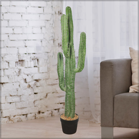 Potted Candelabra Cactus Plant