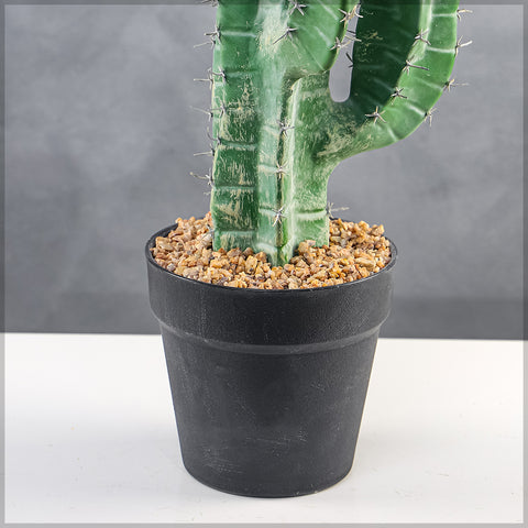 Potted Candelabra Cactus Plant