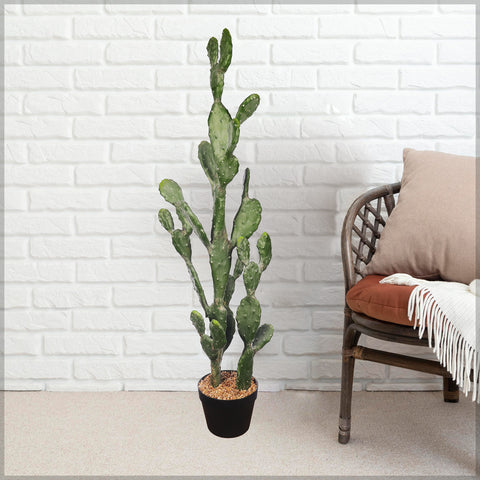 Potted Prickly Pear Cactus Plant