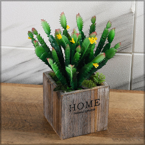 Small cactus plants for office décor