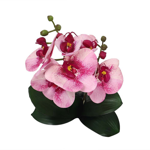 Potted Orchid Flower Arrangement