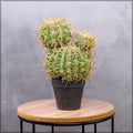 Indoor Artificial Cactus Ball Decoration