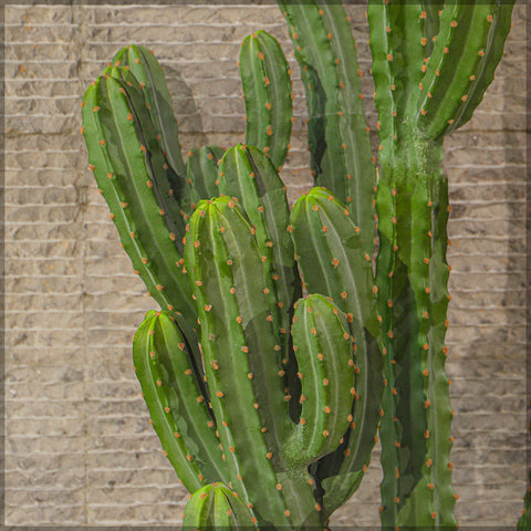 Synthetic cactus plant for modern decor