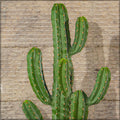 Artificial green cactus plant for living room