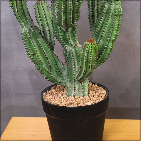 Artificial Small Potted Cactus Plant